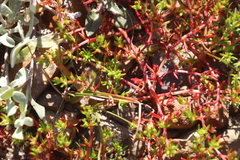 Crassula vaillantii