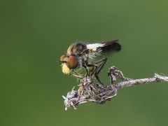 Holopogon nigripennis