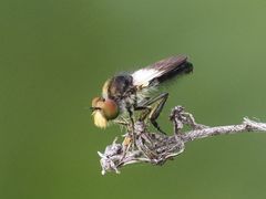 Holopogon nigripennis