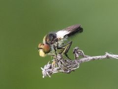 Holopogon nigripennis