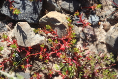 Crassula vaillantii