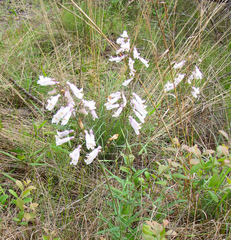 Penstemon laxiflorus