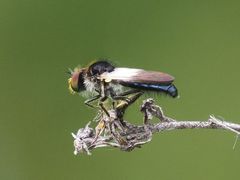 Holopogon nigripennis