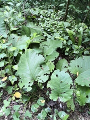 Trachystemon orientalis