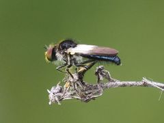 Holopogon nigripennis