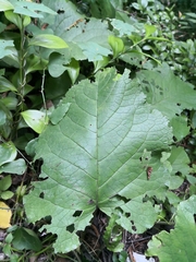 Trachystemon orientalis