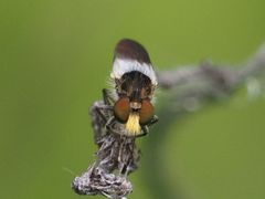 Holopogon nigripennis