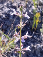 Salvia runcinata