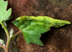 Hayhurstia atriplicis