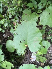 Trachystemon orientalis