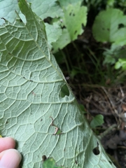 Trachystemon orientalis