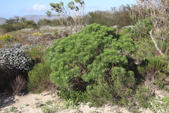 Hymenolepis crithmifolia