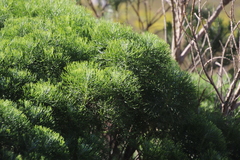 Hymenolepis crithmifolia