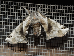 Apatelodidae