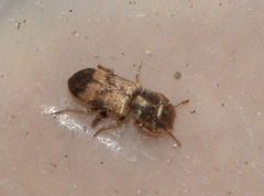 Lepidocnemeplatia sericea