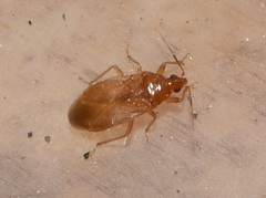 Cimicoidea