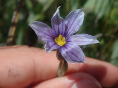 Sisyrinchium idahoense