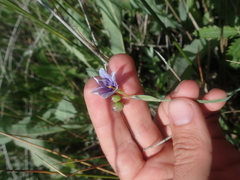Sisyrinchium idahoense