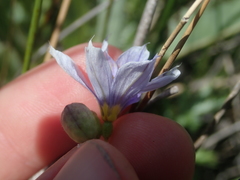 Sisyrinchium idahoense