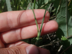 Sisyrinchium idahoense