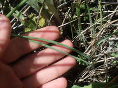 Sisyrinchium idahoense