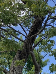 Libidibia monosperma