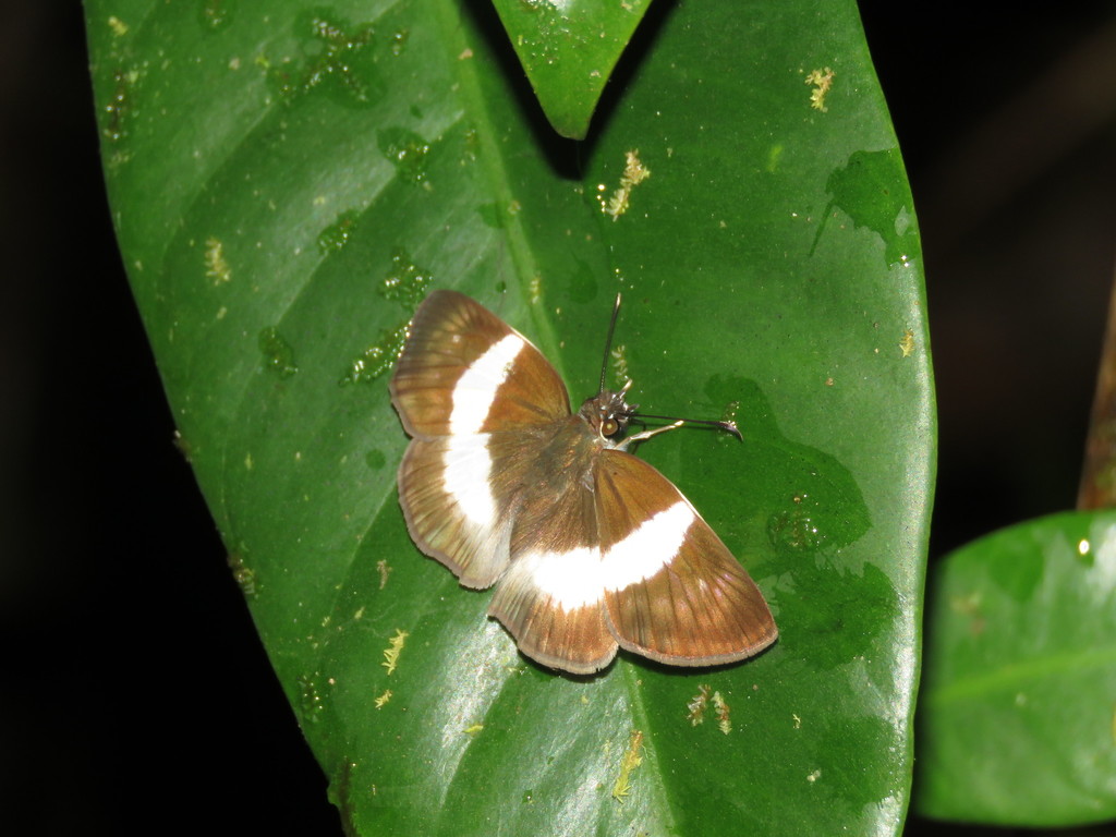 Melicertes Skipper