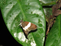 Potamanaxas melicertes