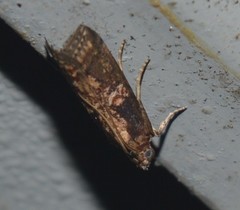 Lepidoptera