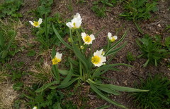Ranunculus kuepferi