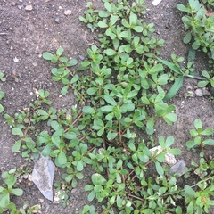 Portulaca oleracea