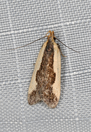 Indented Dichomeris Moth photo 5