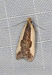 Dichomeris inserrata