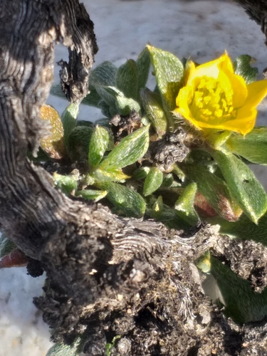 Image of Aizoon karooicum by (c) kevin koen, some rights reserved (CC BY-SA)