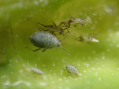 Hayhurstia atriplicis