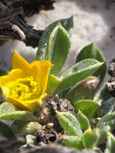 Image of Aizoon karooicum by (c) kevin koen, some rights reserved (CC BY-SA)