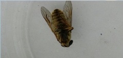 Tabanus bovinus