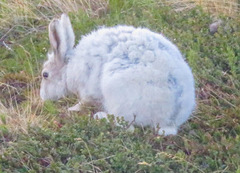 Lepus arcticus