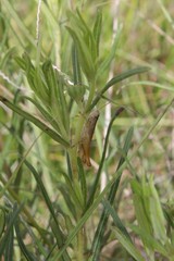 Dichromorpha elegans