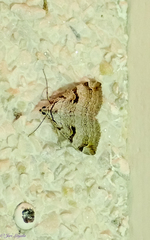 Aplocera praeformata