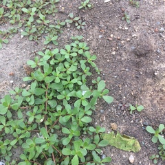 Portulaca oleracea