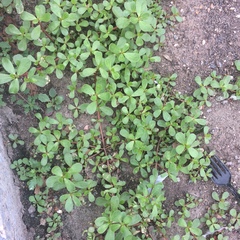 Portulaca oleracea