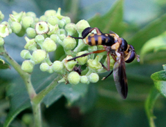 Trichopoda plumipes