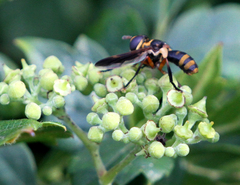 Trichopoda plumipes