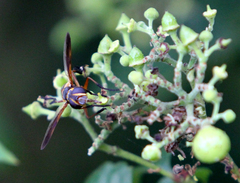 Trichopoda plumipes