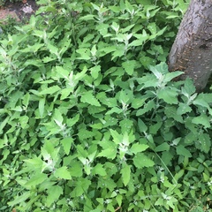 Chenopodium album