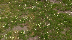 Ranunculus kuepferi