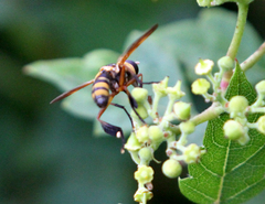 Trichopoda plumipes