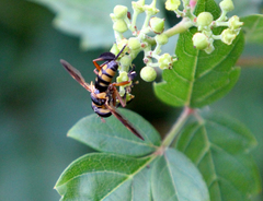 Trichopoda plumipes
