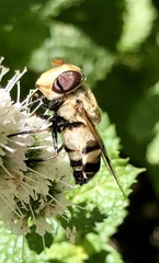 Copestylum apiciferum